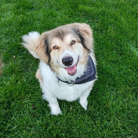 Meet your Posher, Lori. Posh Ambassador April 2019 - Picture 7 of 8